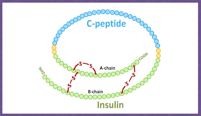 C-peptid